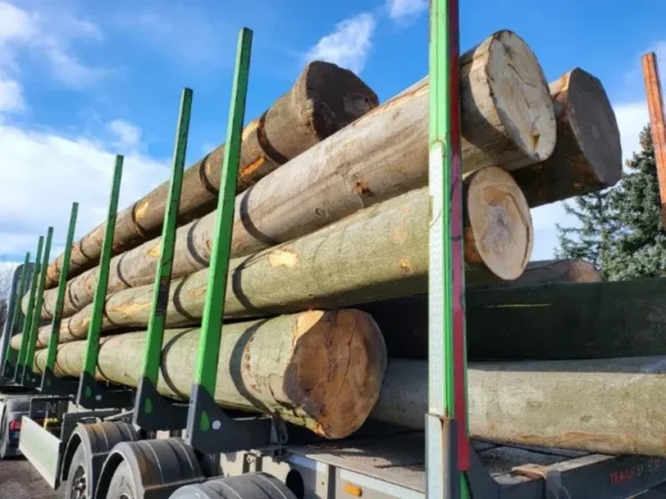 Buche - Stammholz - LKW-Ladung