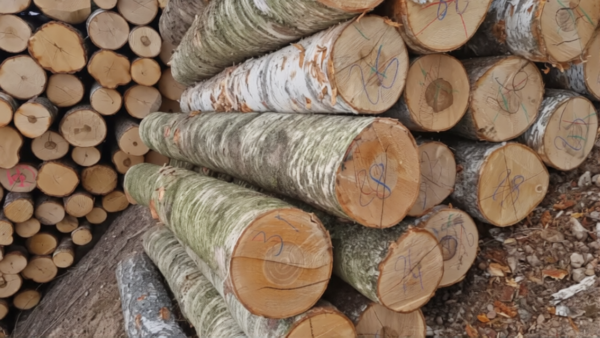 Birke - Stammholz - LKW-Ladung